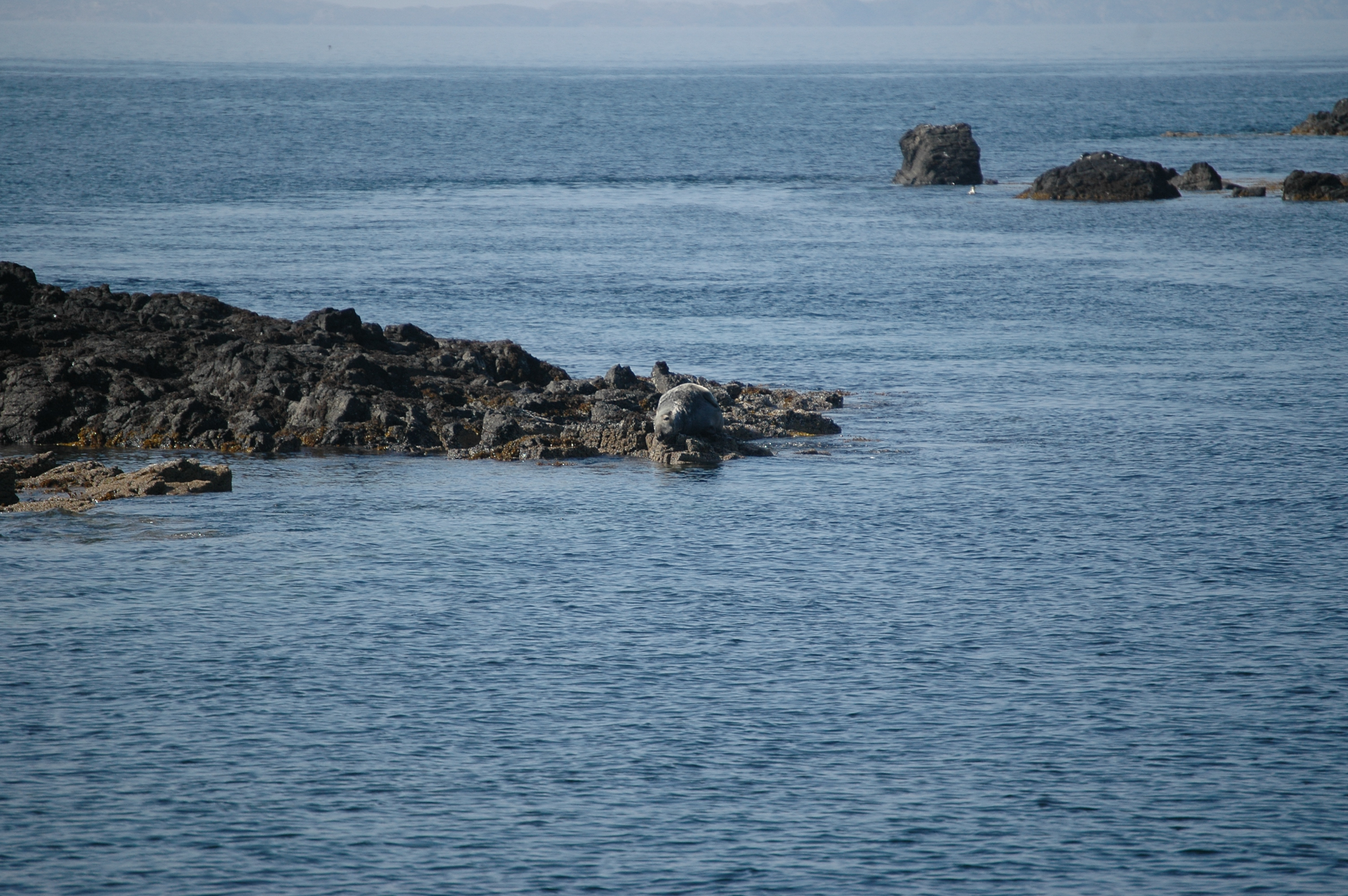 photos/wildlife/Mammal_Species/Common_Seal/Scotland 2008 1651.jpg